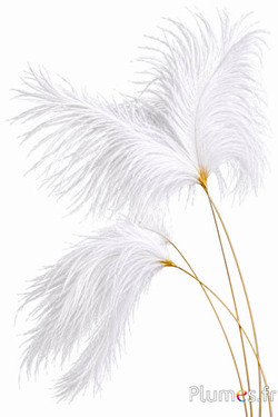 Panicule struisvogel gouden schacht - 30-40 cm - wit-crème